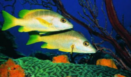 一线吃瓜娱乐圈by海底监,海底监揭秘一线明星幕后故事